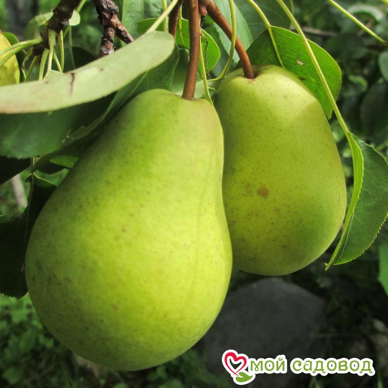 Груша Новогодняя