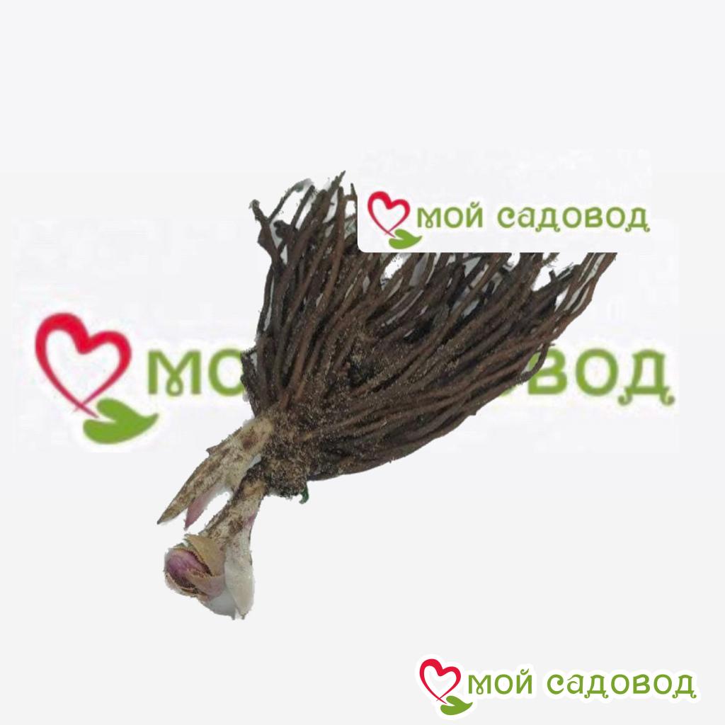 Морозник восточный Голден Дискавери