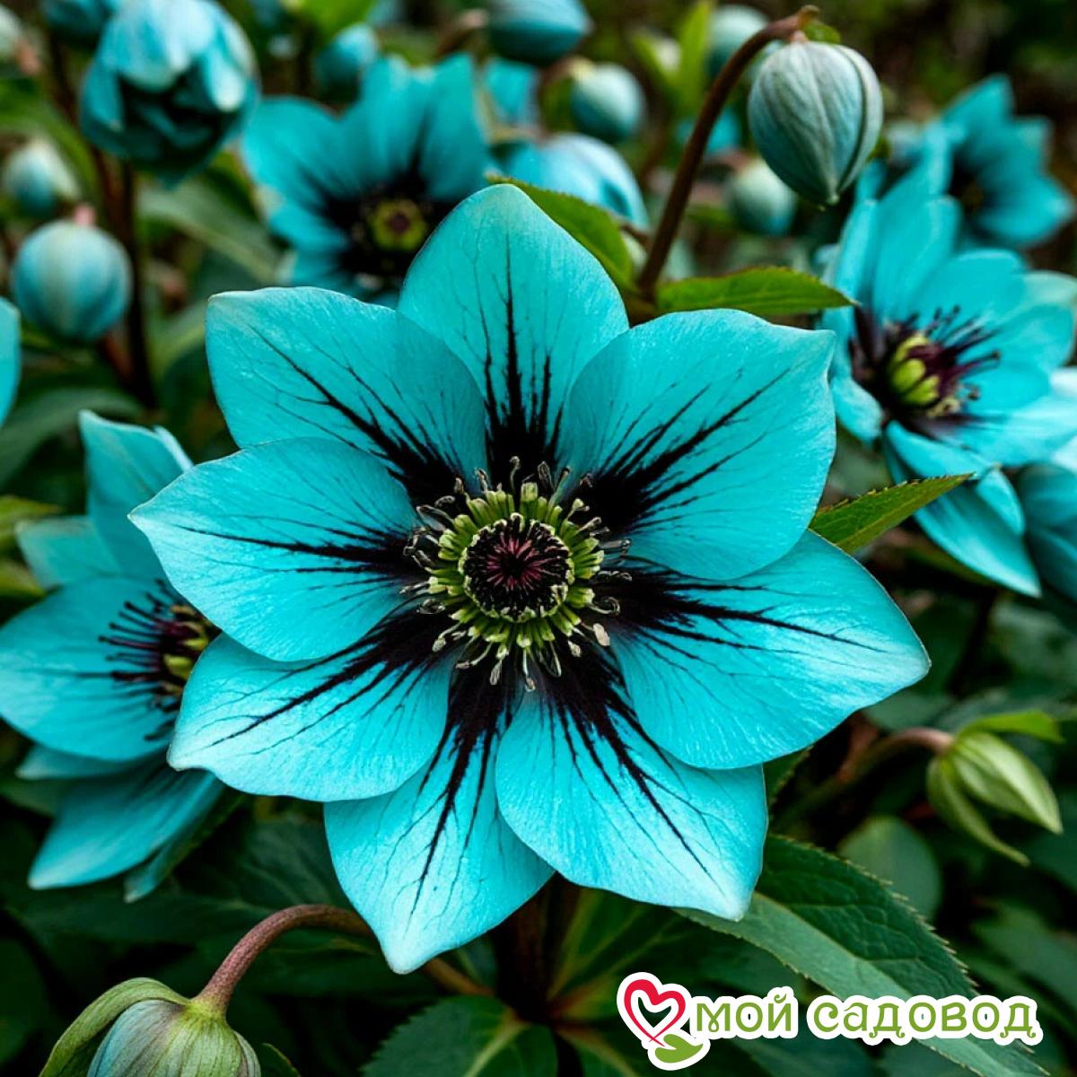 Новинки Морозника 2026!